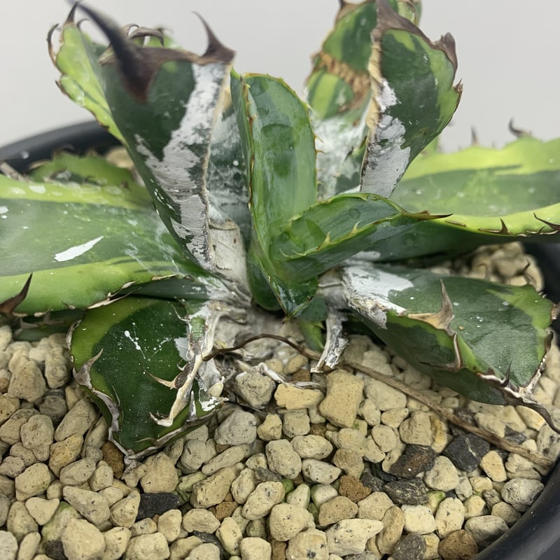 【値下げ不可】agave titanota blue diamond