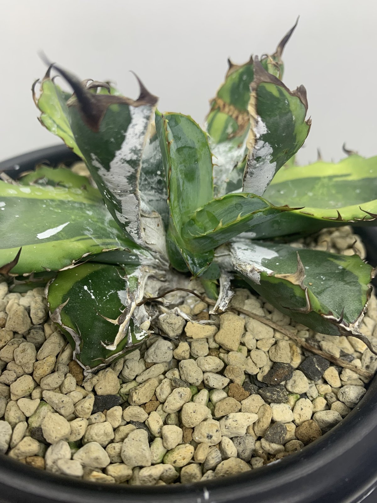 アガべ チタノタ ブルーダイヤモンド agave titaonota blue アガべ チタノタ ブルーダイヤモンド agave titaonota blue