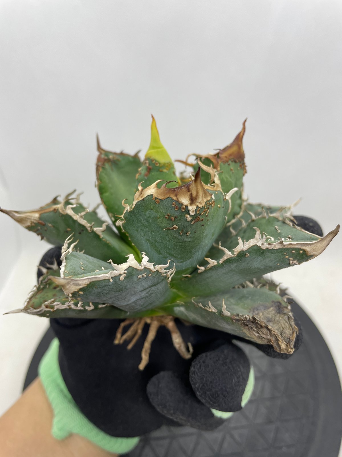 アガベ　チタノタ　麻花　ブツブツ　親株 アガベ チタノタ 麻花龍 親株サイズ ブツブツ | PLANTS OF LIFE