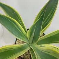 Agave titanota COK CG-01 アガベ チタノタ コック | PLANTS Agave titanota COK CG-01 アガベ チタノタ コック | PLANTS