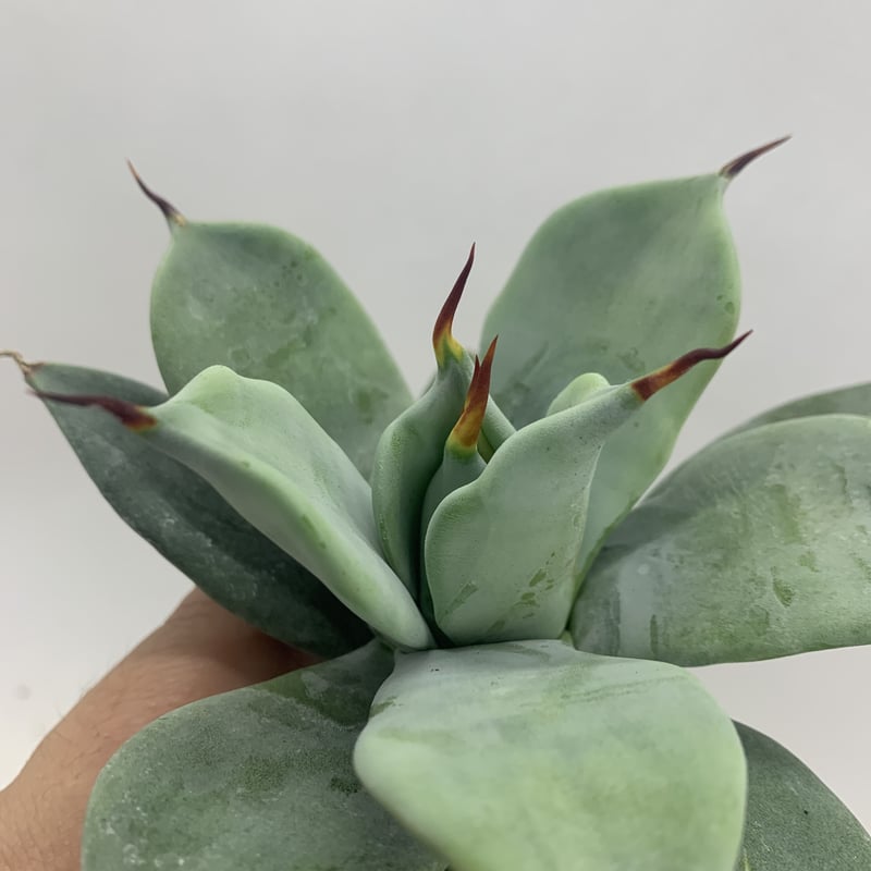 アガベ イシスメンシス 一本棘 agave / チタノタ | PLANTS OF LIFE 