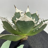 有名なブランド アガベ ドラド Agave 'dorado' コンパクト 植物/観葉