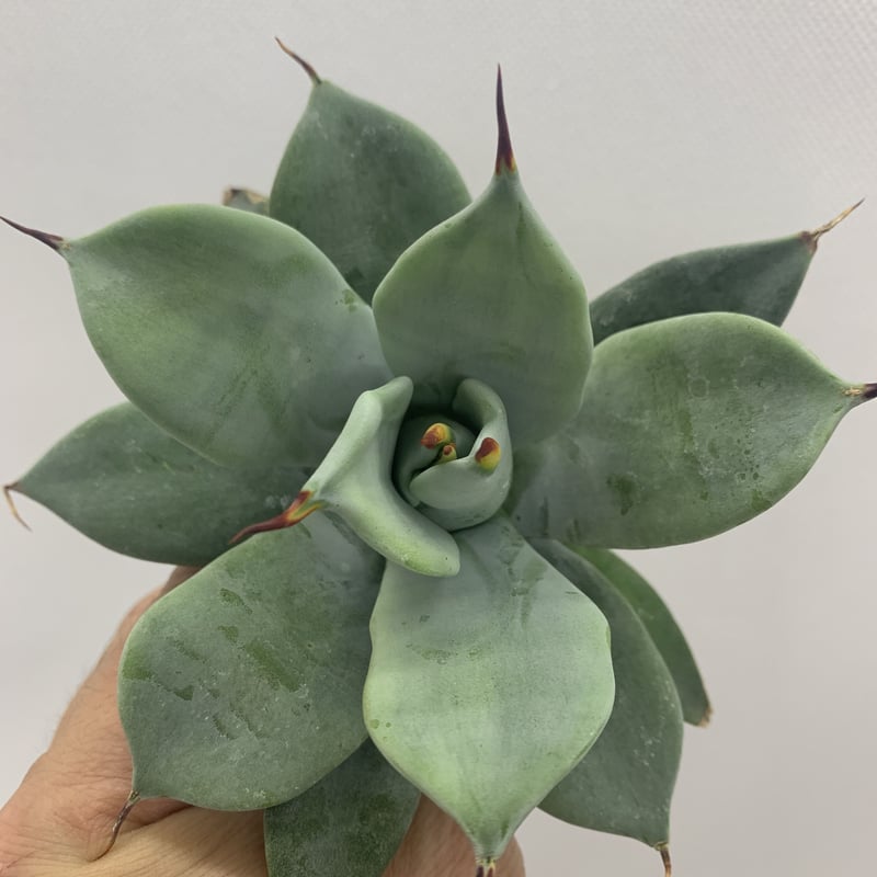 アガベ イシスメンシス 一本棘 agave / チタノタ | PLANTS OF LIFE