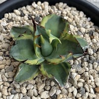 アガベ チタノタ 麻花龍 親株サイズ ブツブツ | PLANTS OF LIFE アガベ チタノタ 麻花龍 親株サイズ ブツブツ | PLANTS OF LIFE