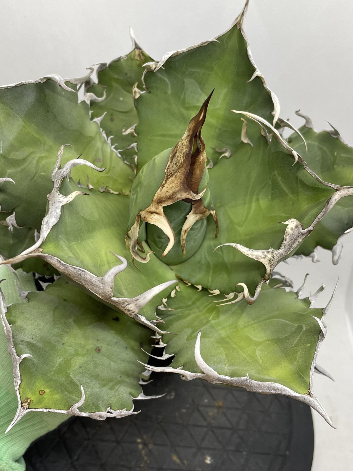 アガベ チタノタ オアハカ オテロイ 活着株 | PLANTS OF LIFE アガベ チタノタ オアハカ オテロイ 活着株 | PLANTS OF LIFE