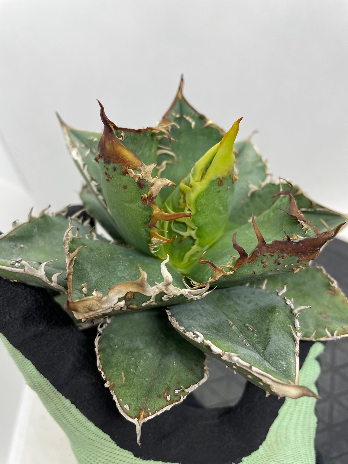 アガベ チタノタ 麻花龍 親株サイズ ブツブツ | PLANTS OF LIFE