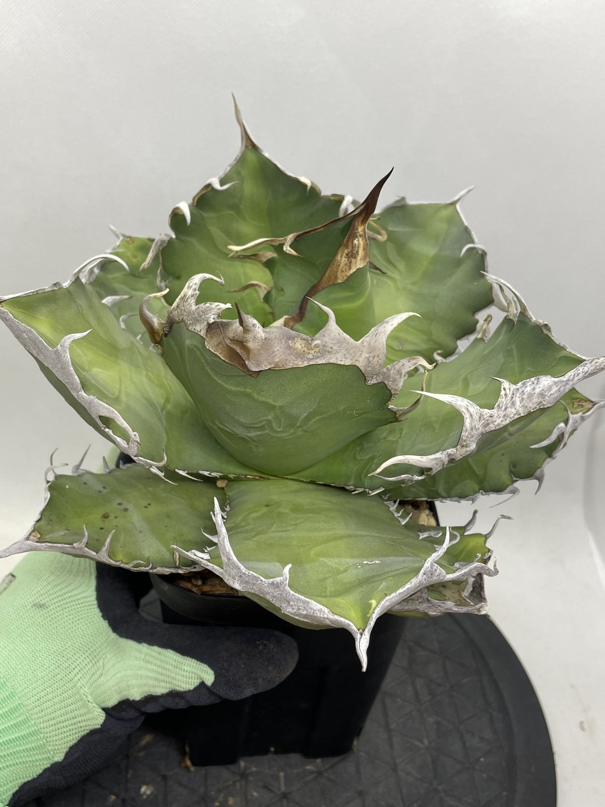 8頭 チタノタ ブルー 実生 ／ オテロイ アガベ オアハカ 【公式通販】