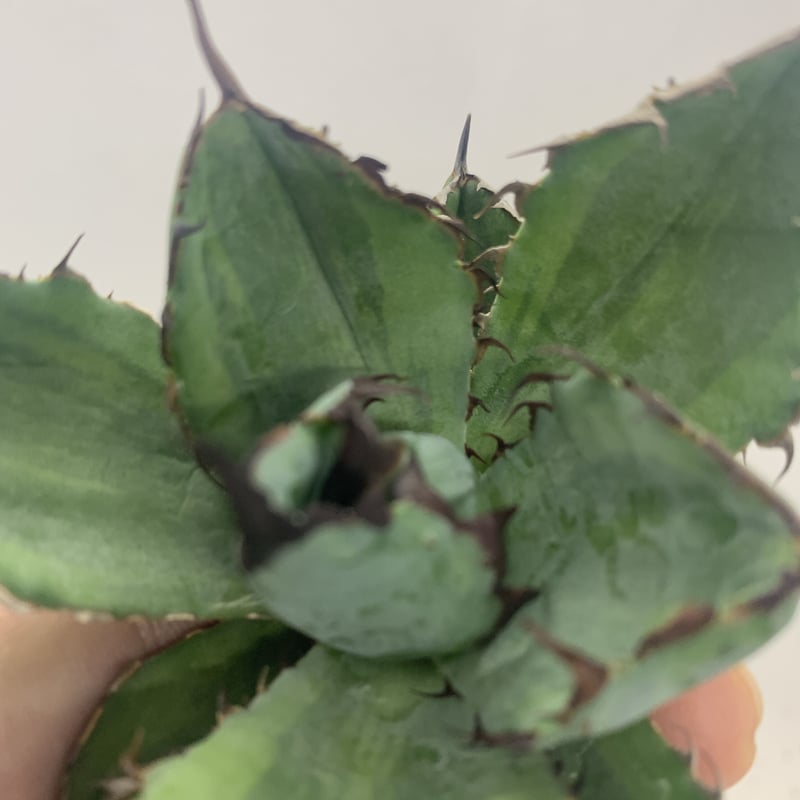 アガベ チタノタ ブラックアンドブルー 覆輪斑 Agave titanota アガベ チタノタ ブラックアンドブルー 覆輪斑 Agave titanota