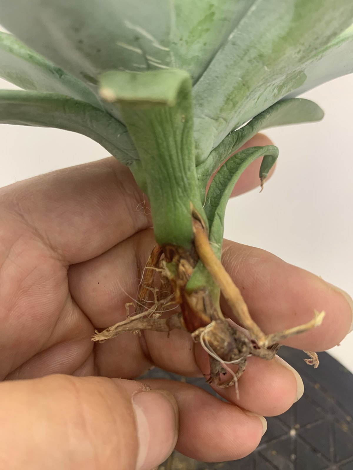 アガベ イシスメンシス 一本棘 agave / チタノタ | PLANTS OF LIFE