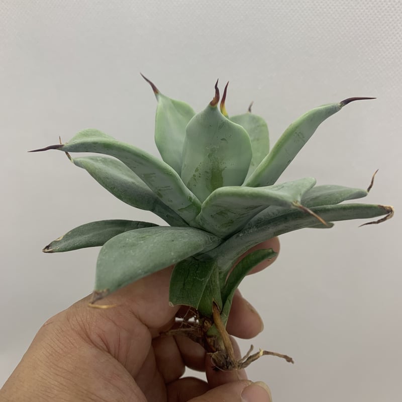 アガベ イシスメンシス 一本棘 agave / チタノタ | PLANTS OF LIFE アガベ イシスメンシス 一本棘 agave / チタノタ | PLANTS OF LIFE