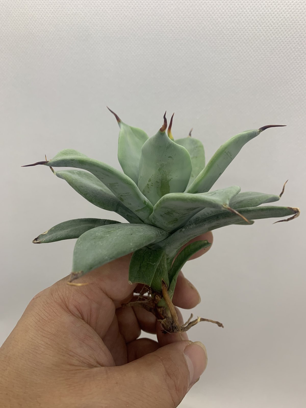 アガベ イシスメンシス 一本棘 agave / チタノタ | PLANTS OF LIFE アガベ イシスメンシス 一本棘 agave / チタノタ | PLANTS OF LIFE