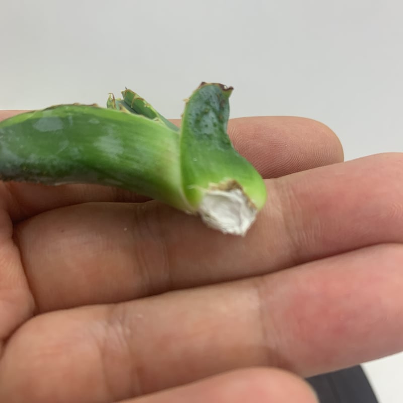 アガべ チタノタ ブルーダイヤモンド agave titaonota blue アガべ チタノタ ブルーダイヤモンド agave titaonota blue