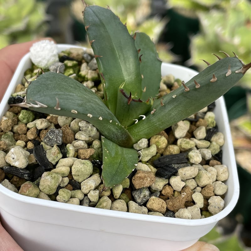 アガベ チタノタ 姫巌竜 特選 agave titaonota | PLANTS OF LIFE