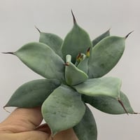 アガベ チタノタ 寛葉巌竜 コンパクタ 梟 owl agave | PLANTS OF アガベ チタノタ 寛葉巌竜 コンパクタ 梟 owl agave | PLANTS OF