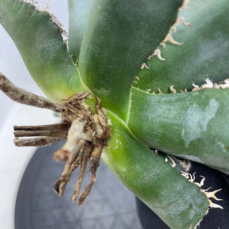 アガベ チタノタ 麻花龍 親株サイズ ブツブツ | PLANTS OF LIFE アガベ チタノタ 麻花龍 親株サイズ ブツブツ | PLANTS OF LIFE