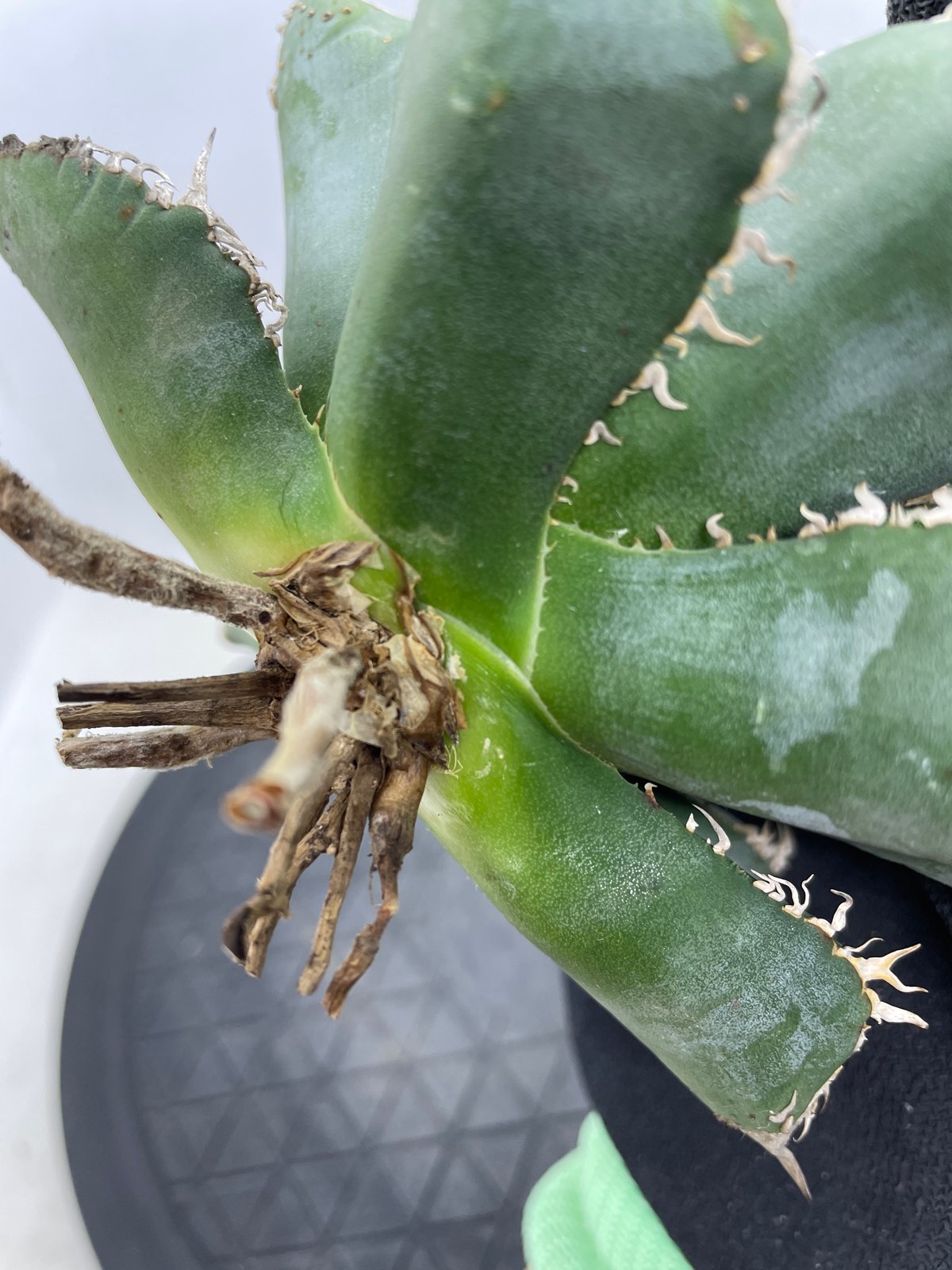 アガベ チタノタ 麻花龍 親株サイズ ブツブツ | PLANTS OF LIFE アガベ チタノタ 麻花龍 親株サイズ ブツブツ | PLANTS OF LIFE