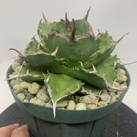 アガベ チタノタ 麻花龍 親株サイズ ブツブツ | PLANTS OF LIFE