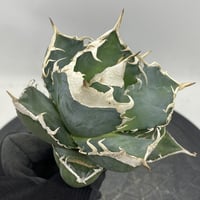 アガベ チタノタ 麻花龍 親株サイズ ブツブツ | PLANTS OF LIFE