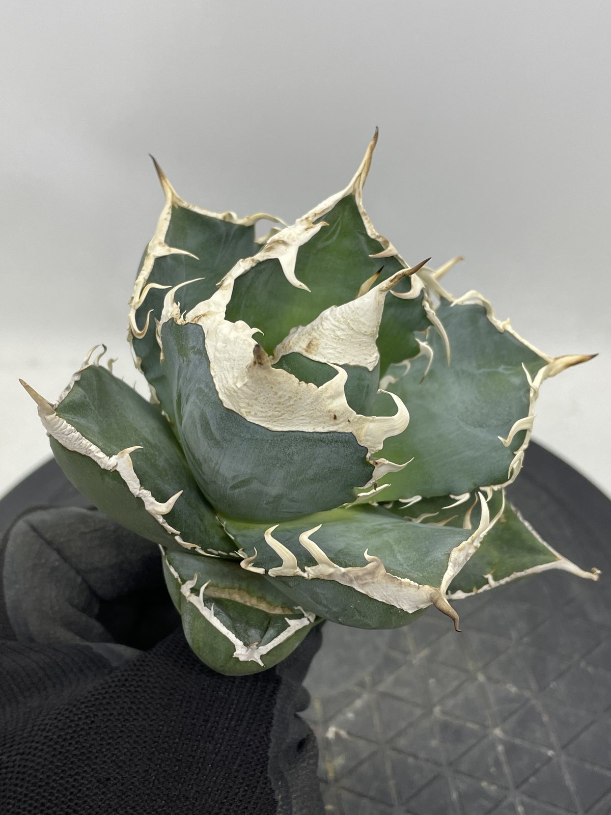 agave titanota アガベチタノタSAD 南アフリカダイヤモンド