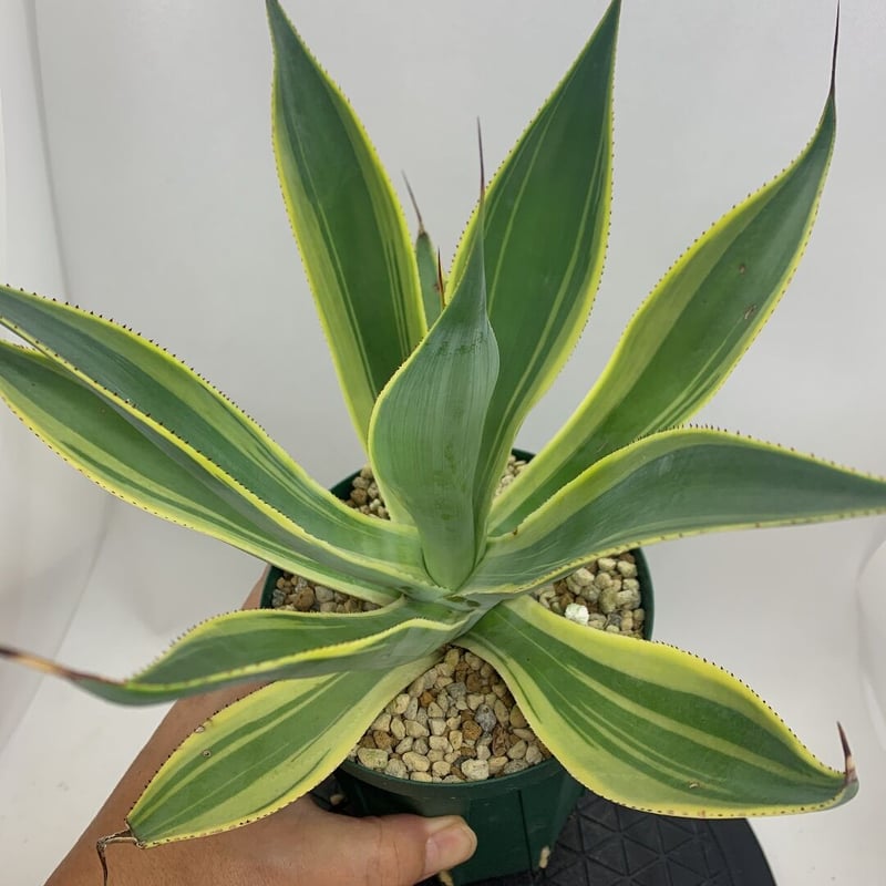 アガベ ブルーフレーム 錦 agave / チタノタ | PLANTS OF LIFE アガベ ブルーフレーム 錦 agave / チタノタ | PLANTS OF LIFE