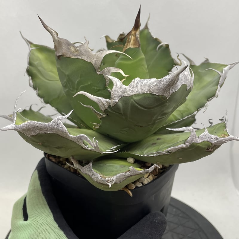 アガベ チタノタとオテロイ について解説 | アガベ図鑑 - PlantsChain