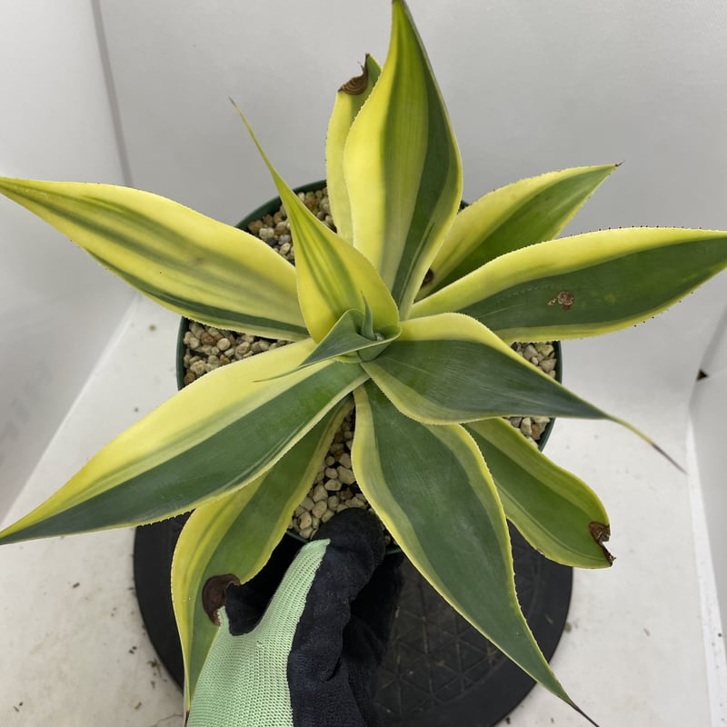 アガベ ブルーダイヤモンド(ハーフムーン)(多肉植物 アガベ アガベ ブルーダイヤモンド(ハーフムーン)(多肉植物 アガベ