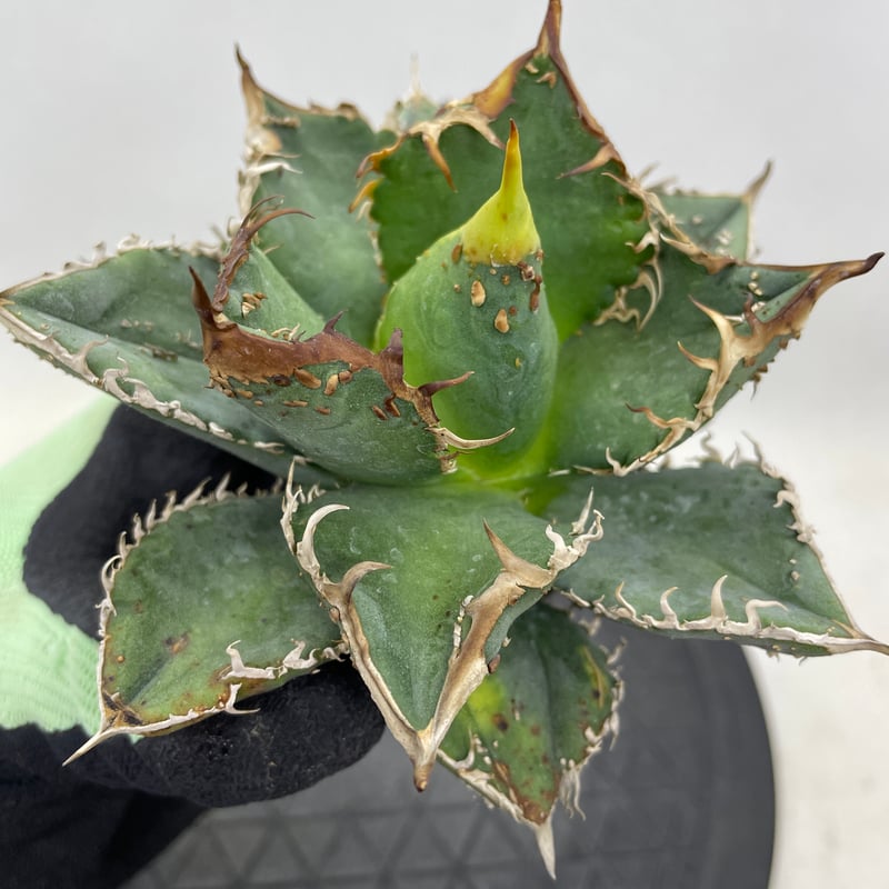 アガベ チタノタ 麻花龍 親株サイズ ブツブツ | PLANTS OF LIFE アガベ チタノタ 麻花龍 親株サイズ ブツブツ | PLANTS OF LIFE