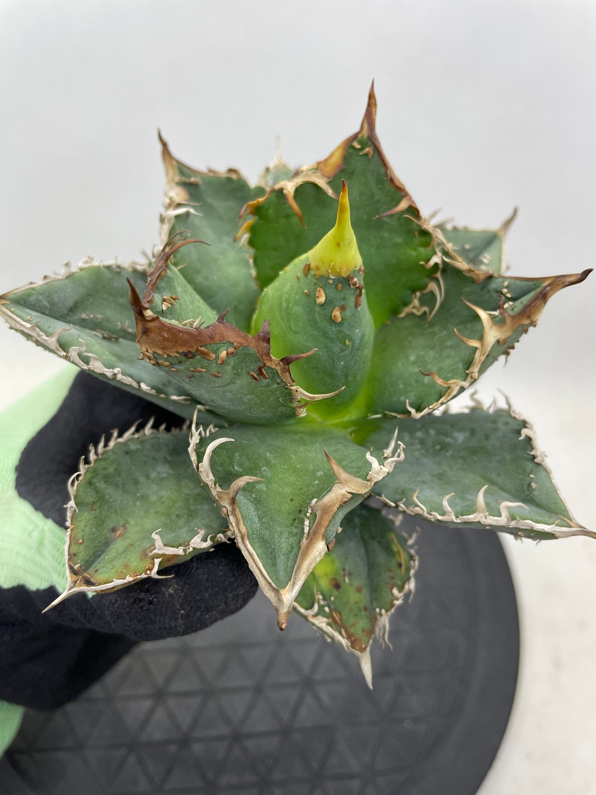 アガベ チタノタ 麻花龍 親株サイズ ブツブツ | PLANTS OF LIFE アガベ チタノタ 麻花龍 親株サイズ ブツブツ | PLANTS OF LIFE