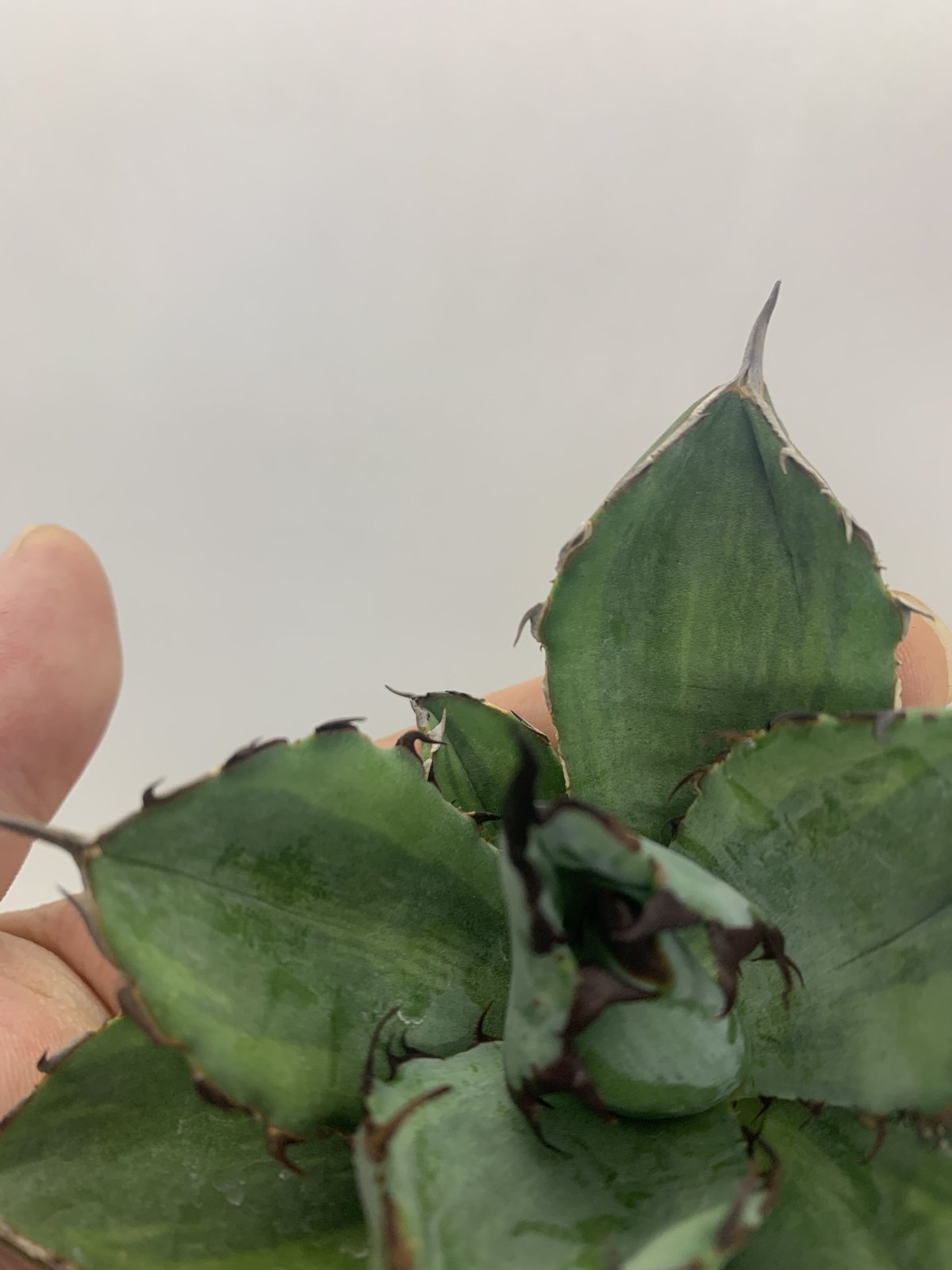 アガベ チタノタ ブラックアンドブルー 覆輪斑 Agave titanota アガベ チタノタ ブラックアンドブルー 覆輪斑 Agave titanota