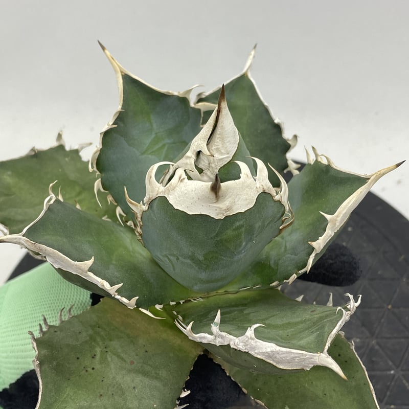 アガベ チタノタ 南アフリカダイヤモンド SAD ミニ 特選コンパクト OC