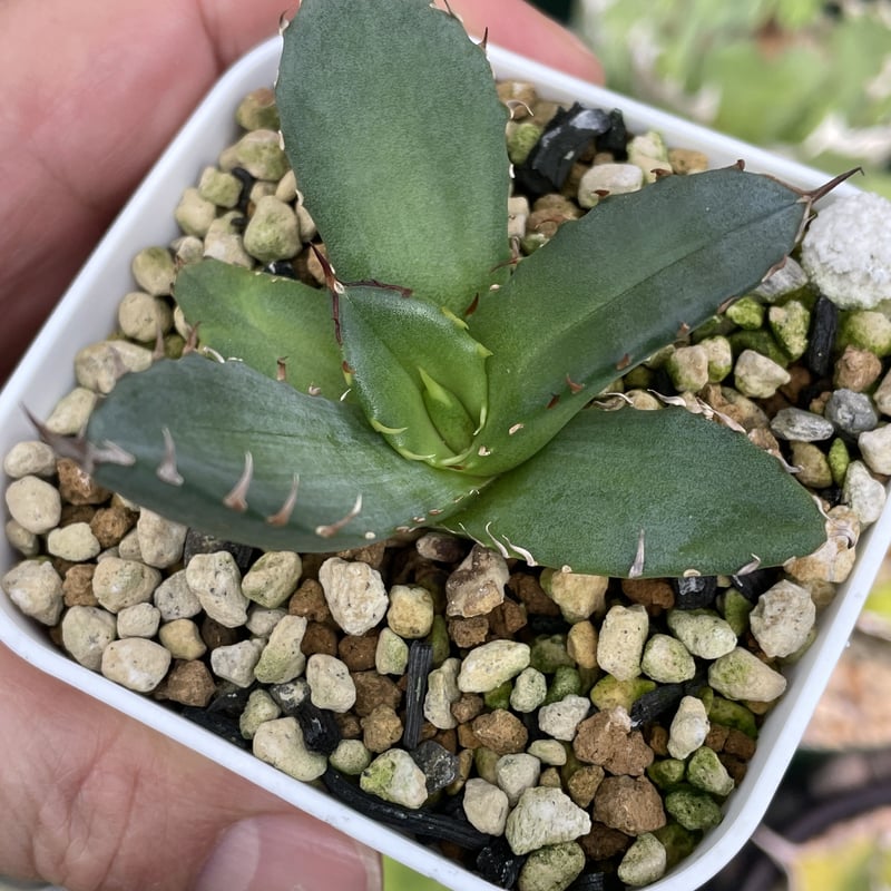 アガベ チタノタ 姫巌竜 特選 agave titaonota | PLANTS OF LIFE