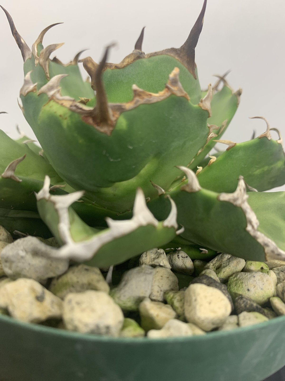 アガベ チタノタ 寛葉巌竜 コンパクタ 梟 owl agave | PLANTS OF アガベ チタノタ 寛葉巌竜 コンパクタ 梟 owl agave | PLANTS OF