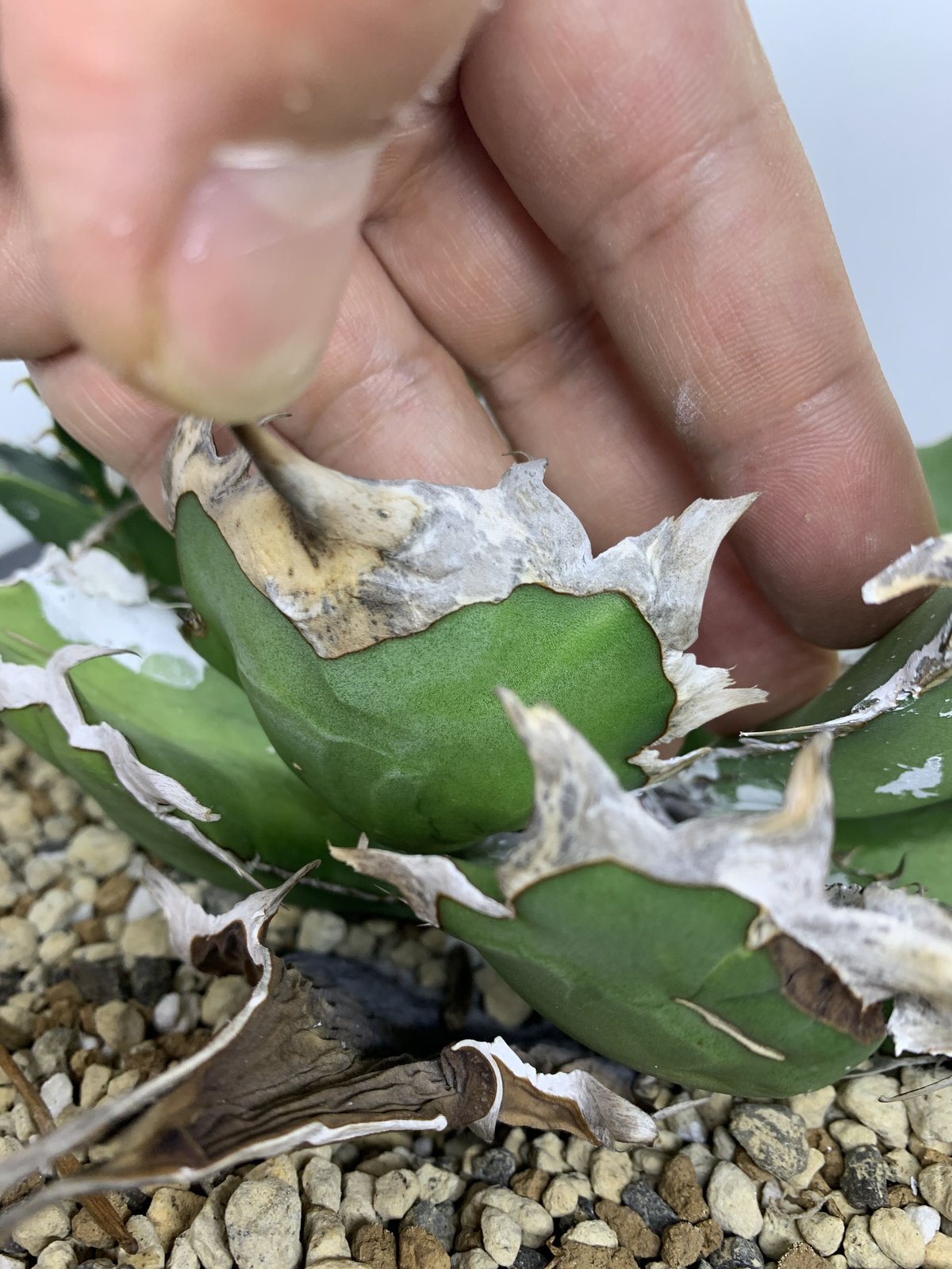 アガベ agave チタノタ 羽禾 羽毛 フェザー 【公式通販】