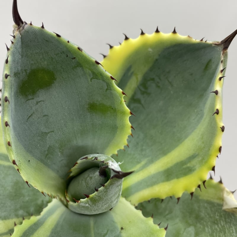 アガベ ドラド Agave 'dorado' | PLANTS OF LIFE アガベ ドラド Agave 'dorado' | PLANTS OF LIFE