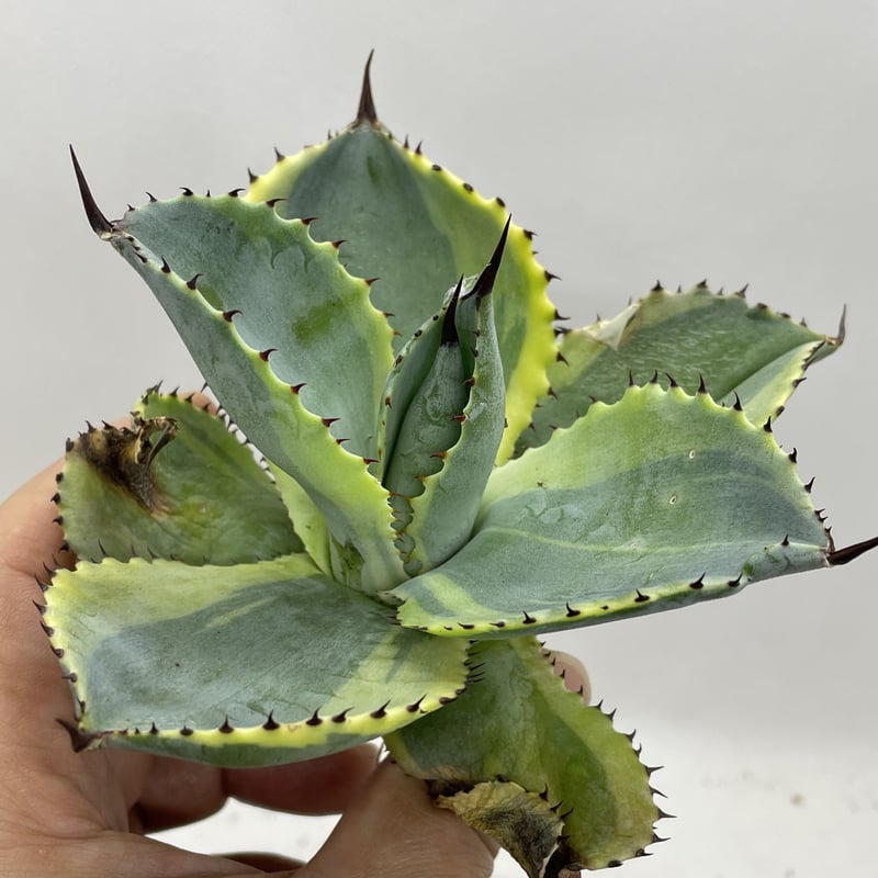 アガベ ドラド Agave 'dorado' | PLANTS OF LIFE アガベ ドラド Agave 'dorado' | PLANTS OF LIFE