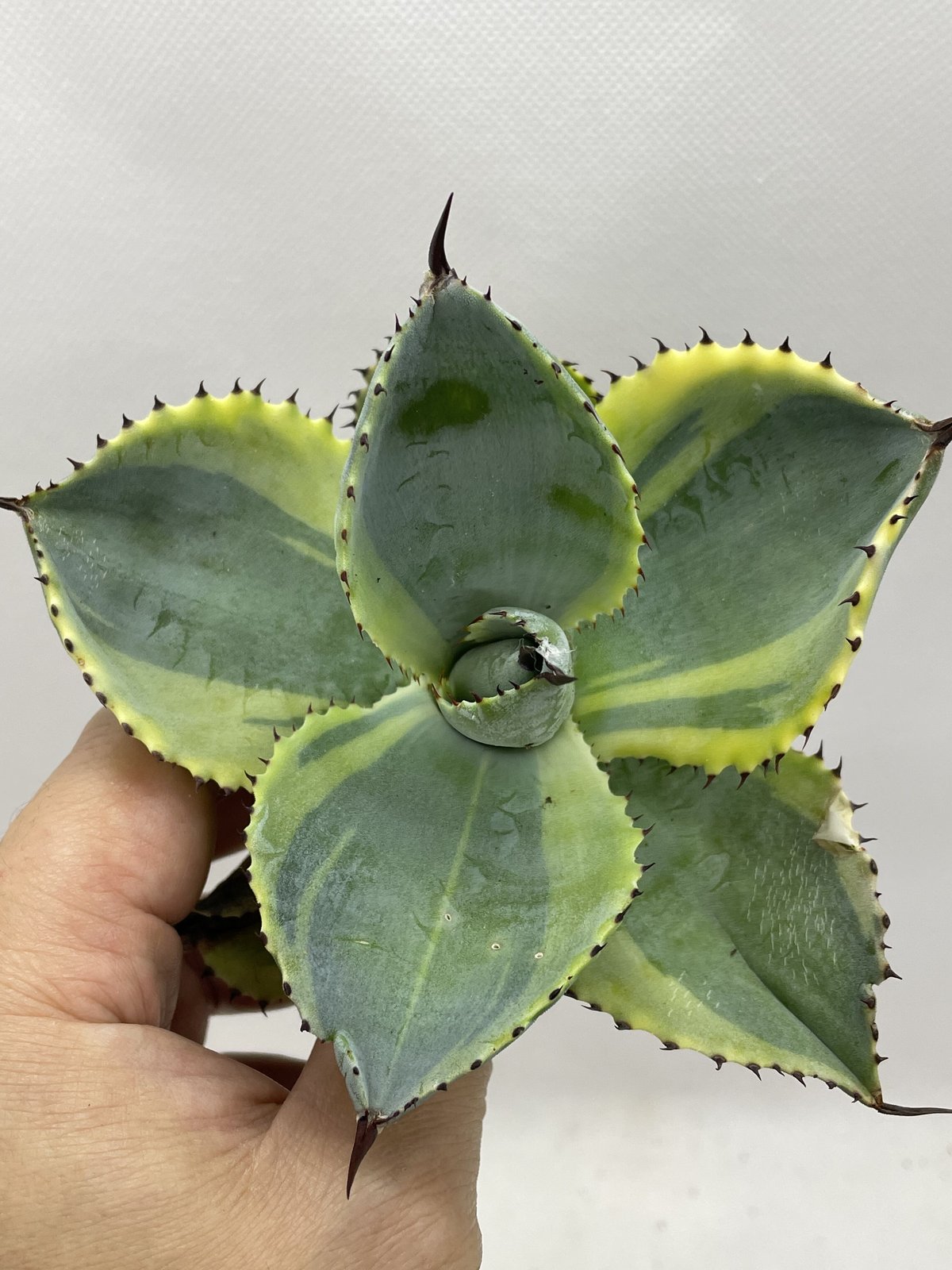 アガベレアドラゴントゥースドラド中斑