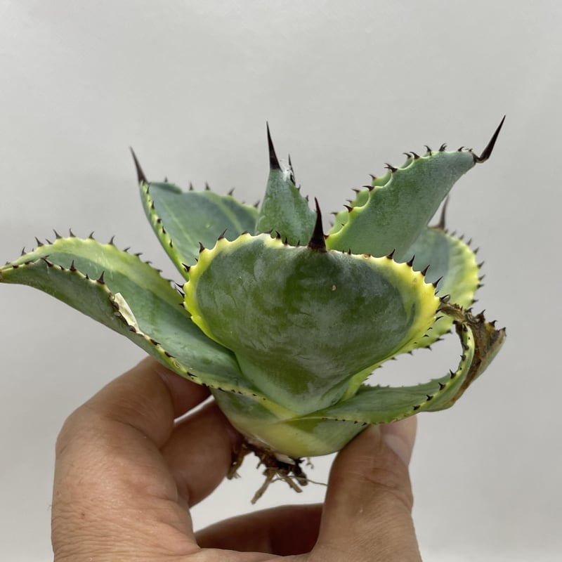 アガベ ドラド Agave 'dorado' | PLANTS OF LIFE