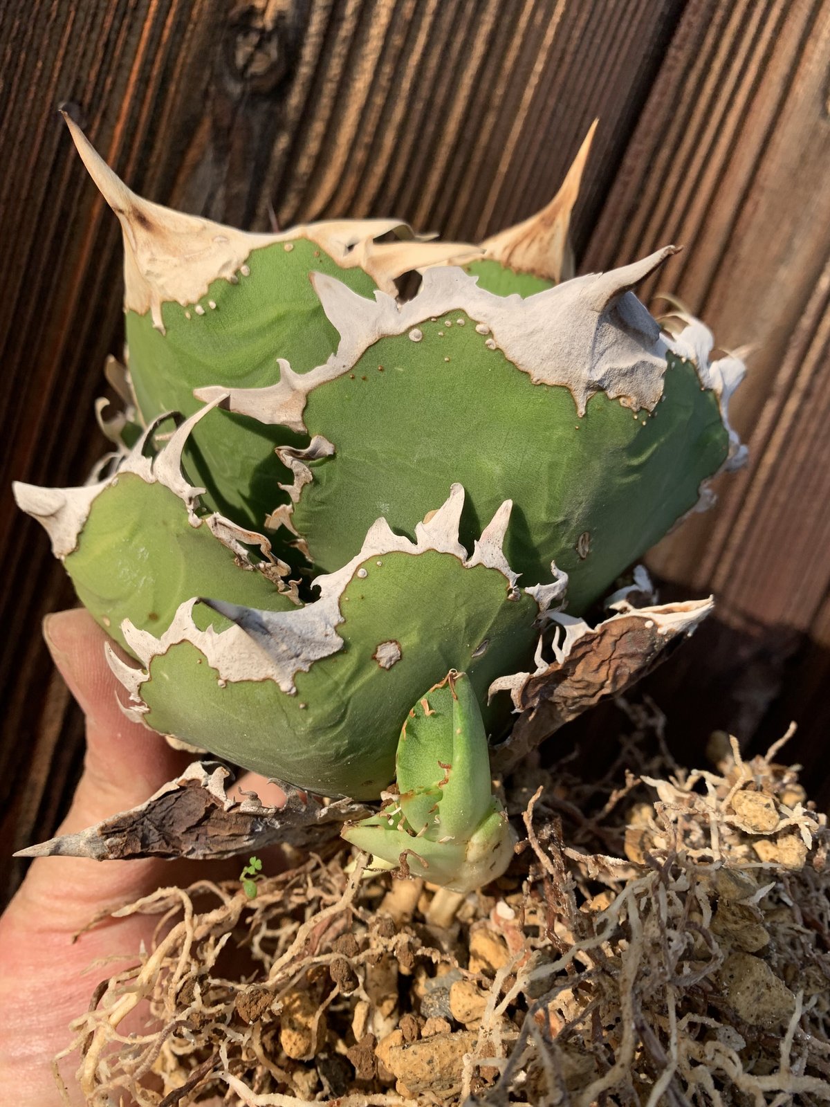 アガベ チタノタ コック Agave titanota CG-01 | PLANTS OF LIFE アガベ チタノタ コック Agave titanota CG-01 | PLANTS OF LIFE