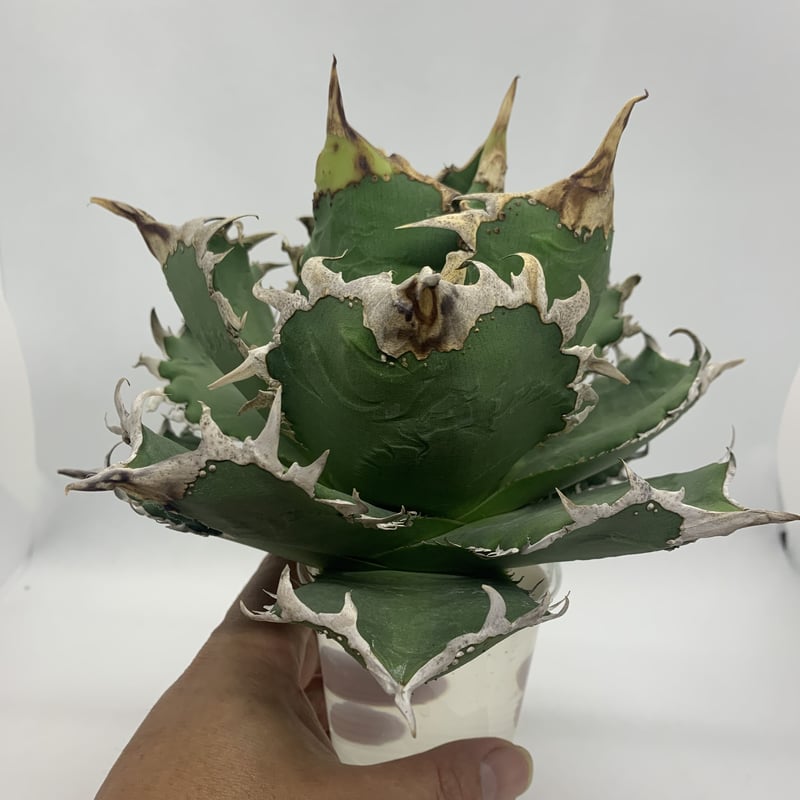 Agave titanota COK CG-01 アガベ チタノタ コック | PLANTS...