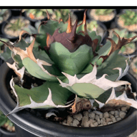 アガベ チタノタ 麻花龍 親株サイズ ブツブツ | PLANTS OF LIFE