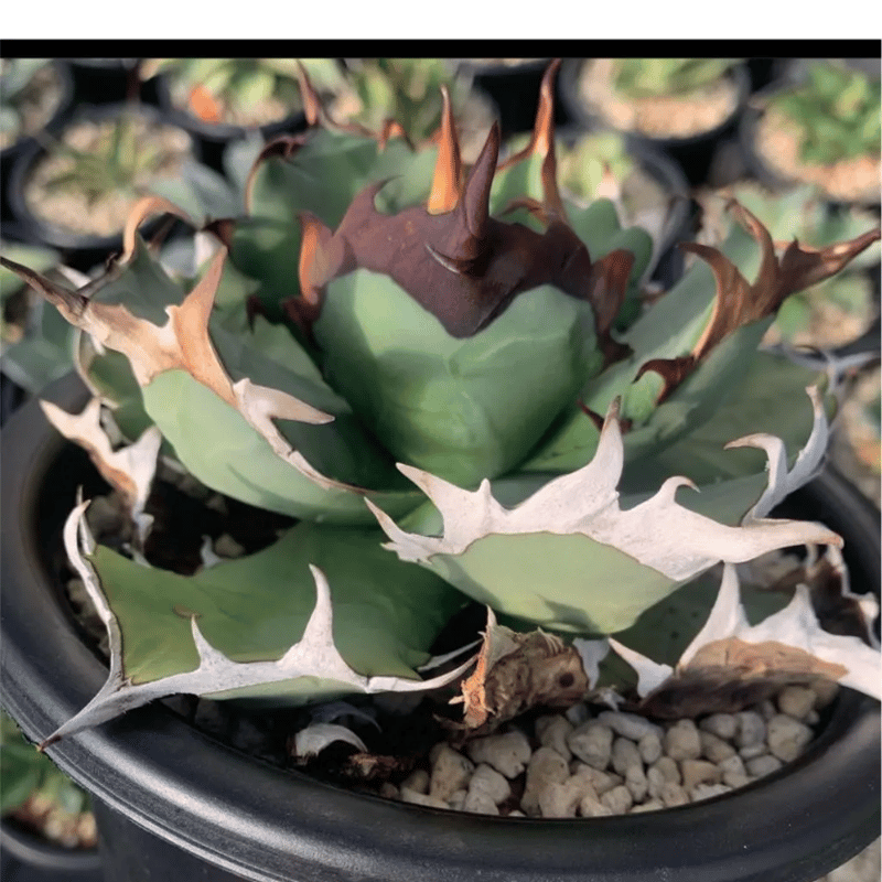 アガベ チタノタ 姫巌竜 特選 agave titaonota | PLANTS OF LIFE