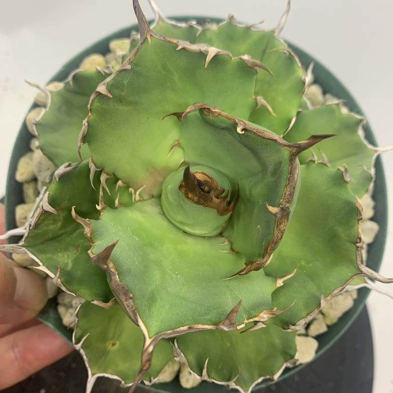 アガベ チタノタ 寛葉巌竜 コンパクタ 梟 owl agave | PLANTS OF
