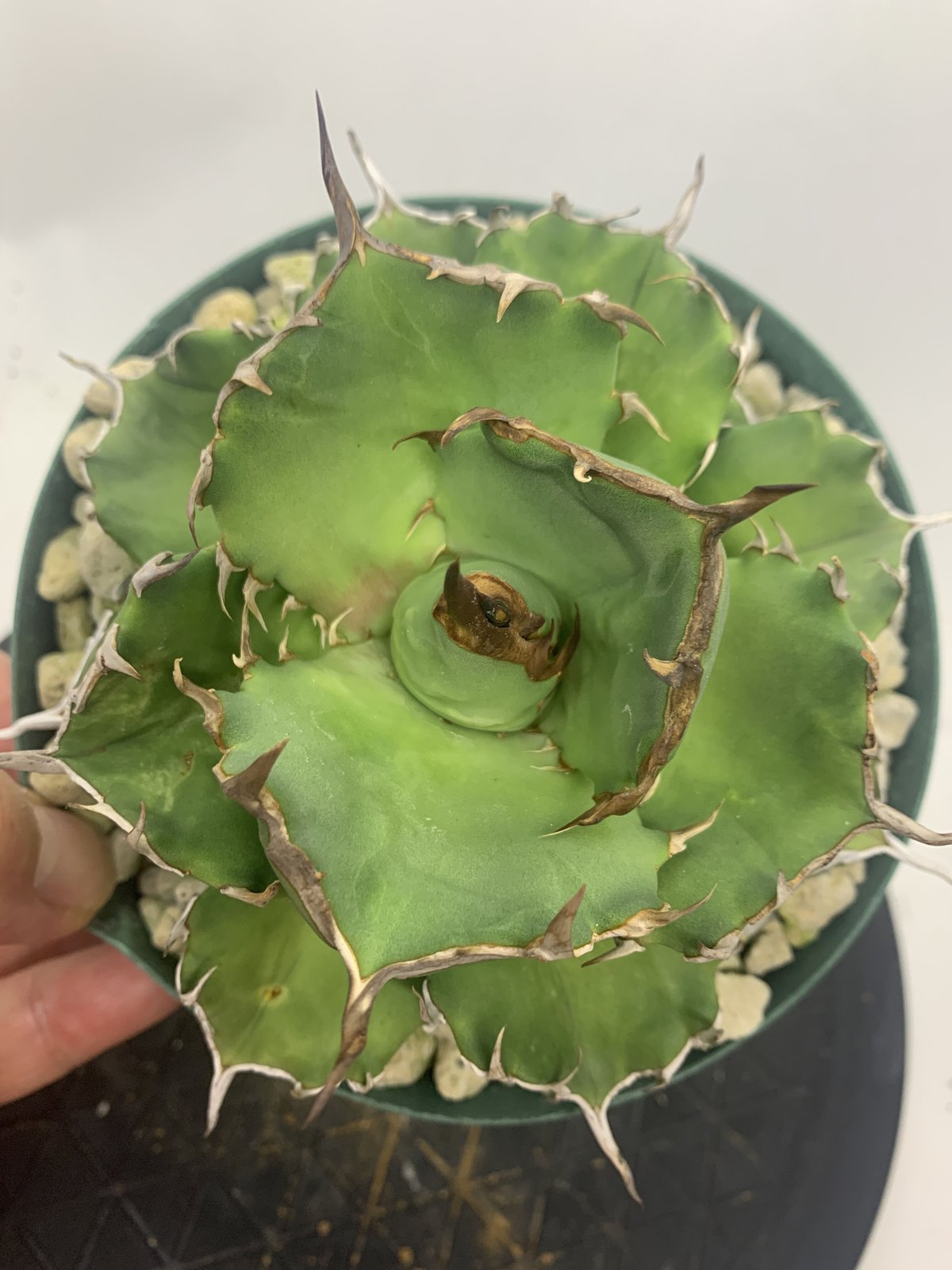 Y603 アガベ　agave チタノタ寛葉巌竜   特選 極上株