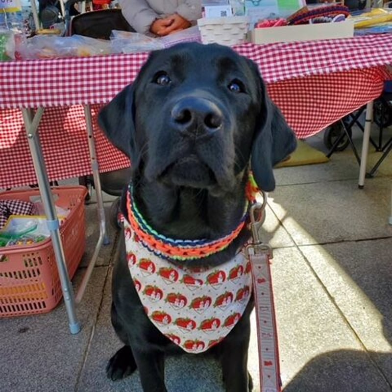 大型犬用オーダー幅広首輪 | LABRAJACK's STORE