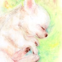 ねむり犬(チワワ)