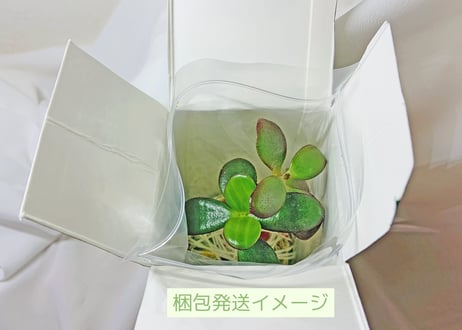 「新生活のはじまりに」セット（クオ・ヴァディス & ぱらだいすかふぇ）