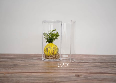 ぱらたま "GIFT"　 ＊受注生産＊
