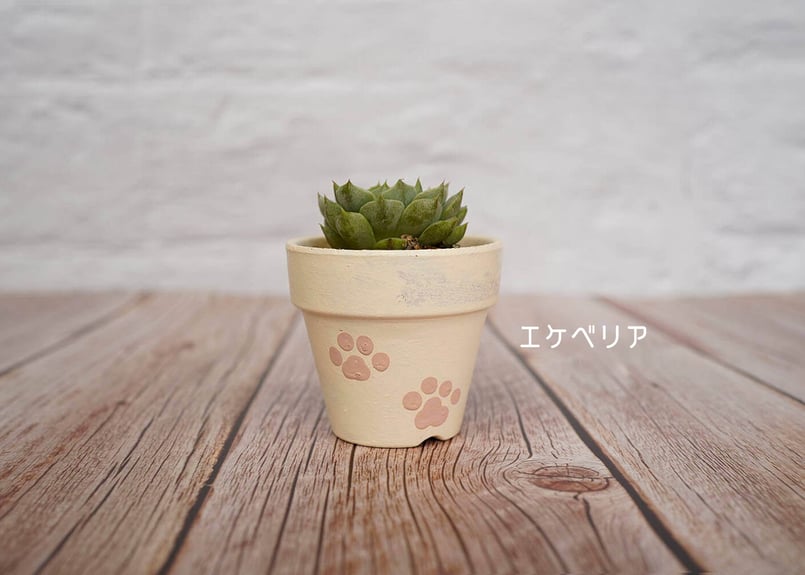 猫肉球の鉢植え ＊受注生産＊ | サデコMONOがたり