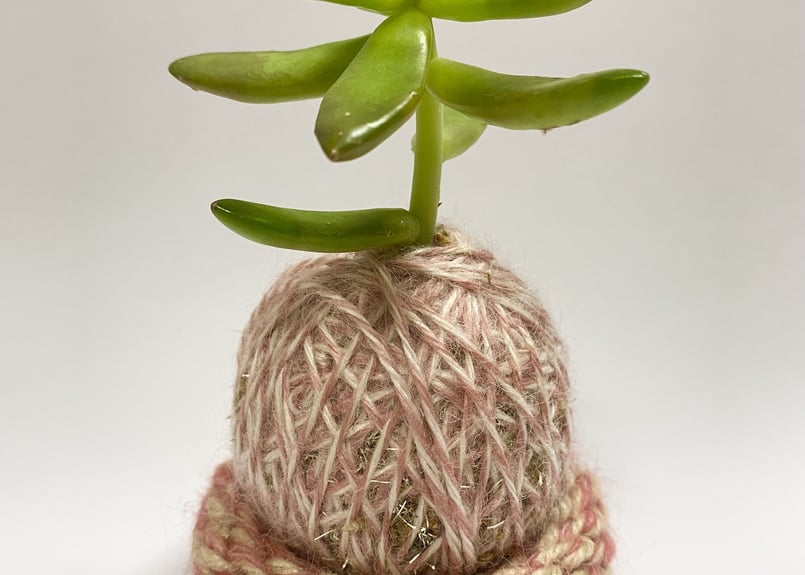 コタママ様　多肉植物棚　TD-OW90 ぱらたま（多肉植物）おまかせver. ＊受注生産＊ | サデコMONOがたり