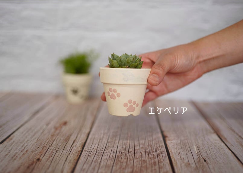 猫肉球の鉢植え ＊受注生産＊ | サデコMONOがたり